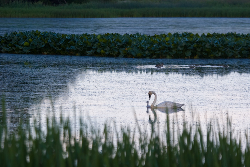 Trumpeter Swan And Cygnet